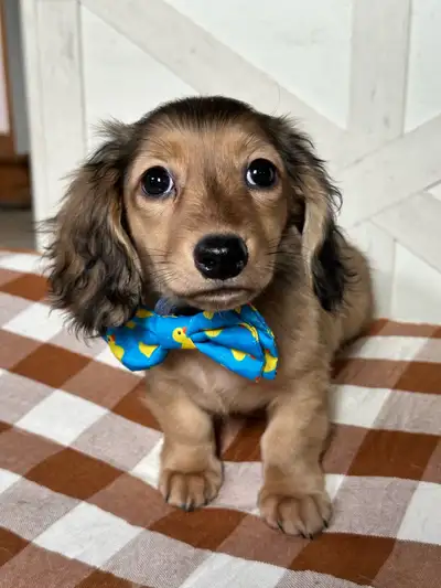 miniature long hair dachshund, View more