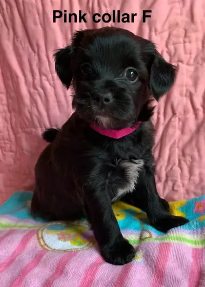 Yorkie-poo puppies, View more