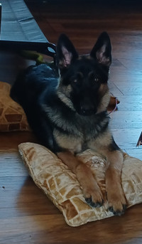 tapis pour entrainement pour chien