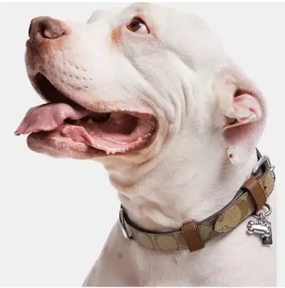 Coach Signature Logo coated canvas and leather collar & leash, View more