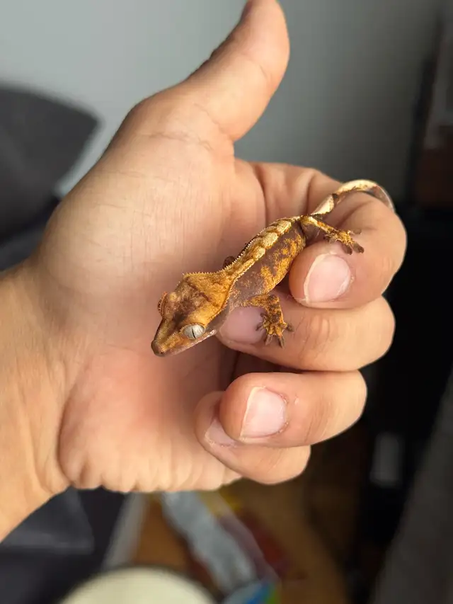 Tri-Color Extreme Harlequin Crested Gecko in Reptiles & Amphibians for Rehoming in City of Montréal - Image 5