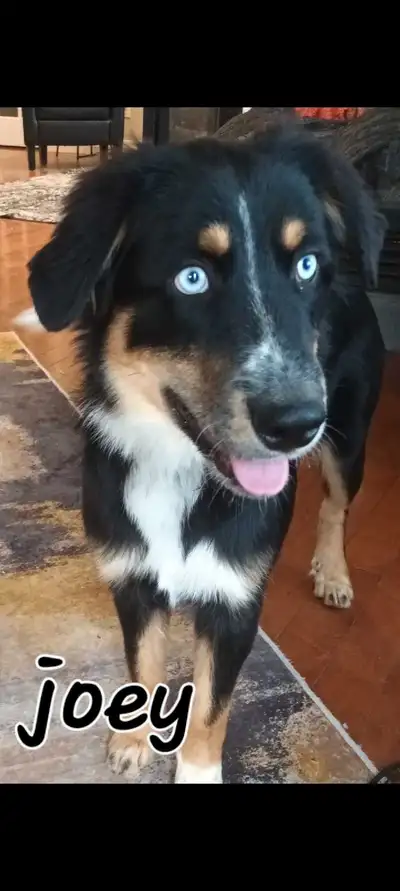 aussie puppies, View more