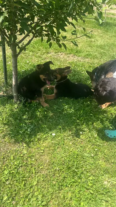 German shepherd puppie female, View more