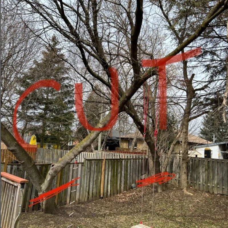 TREE REMOVAL, BRANCH TRIMMING, STUMPS GRINDING Lawn, Tree Maintenance