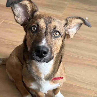 Loving Dog for rehoming, View more