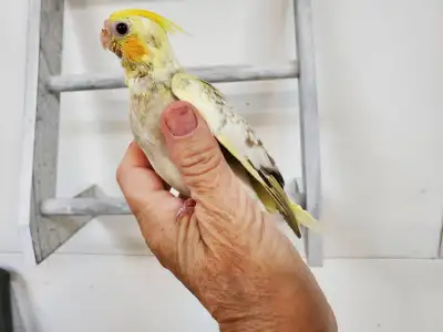 Hand feed cockatiels Ready to go $180 each Text 431 996 6049