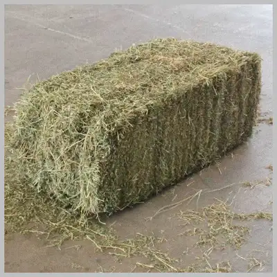 Wanted Last Years Alfalfa Small Squares, View more