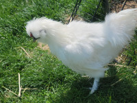 2. White silkie roosters $10 each