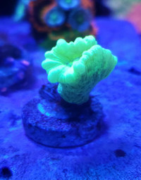 Green candycane coral - saltwater coral frag 