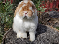 EXTRAORDINAIRE BELIER HOLLANDAIS * EXTRAORDINARY HOLLAND LOP