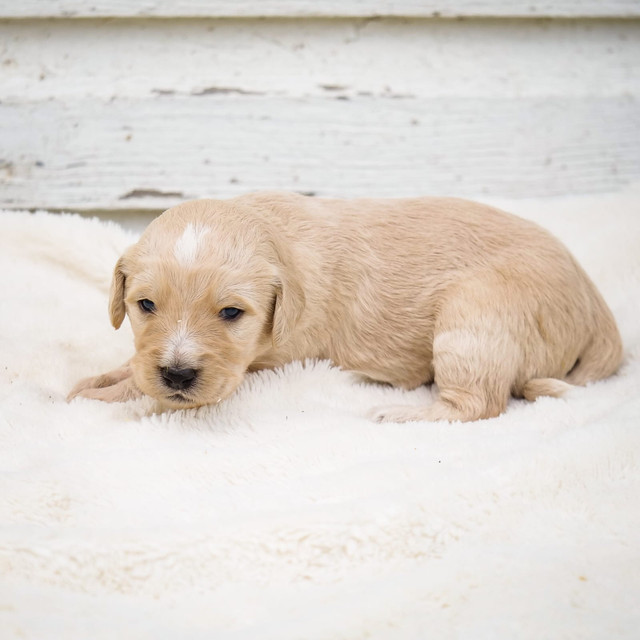 Goldendoodle For Adoption Dogs Puppies For Rehoming Calgary Kijiji