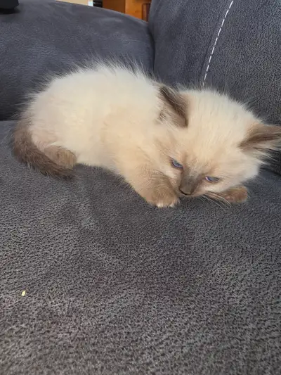 2 females and 1 male available. 400 each, Precidence and discounts will be given to anyone looking t...