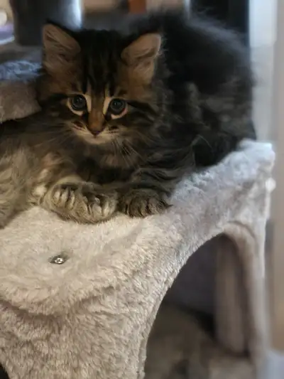 Maine Coon Cats for Adoption: Find Your Gentle Giant Today