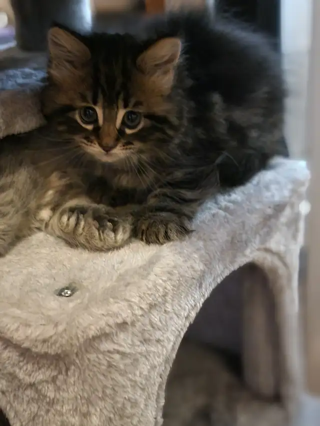Maine Coon Cat Kittens for Adoption: Find Your Perfect Furry Friend!