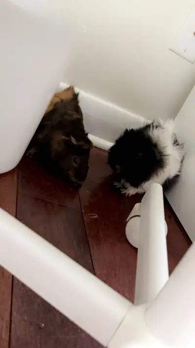  Two male guinea pig Full set up! , View more
