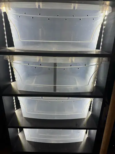Swap/Trade to Arboreal enclosure at least 36” height. Slightly used MeCo 4 Bin Subadult BP rack w/LE...