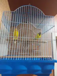 Pair canarys 