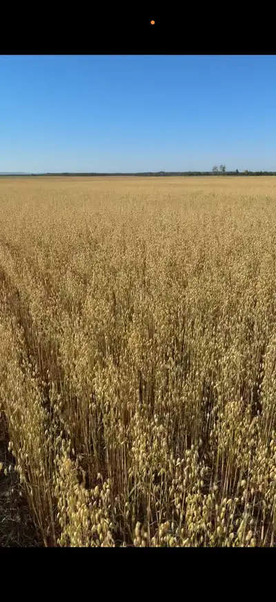 Oats seed for sale. Cleaned,high germination ,very very clean ready to go any time. Short on immedia...