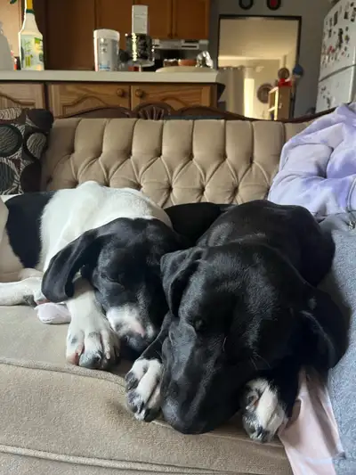 Birthday is May 24, 2024 $1000 for both puppies Price is negotiable They are brother and sister, the...