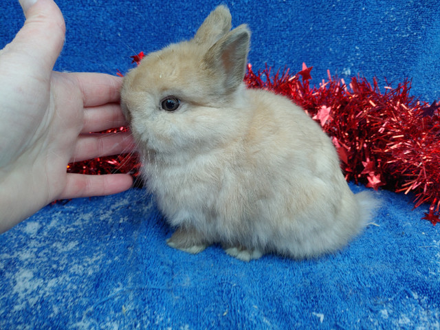 EXTRAORDINARY Baby Lionhead Bunny Rabbit in Small Animals for Rehoming in Kingston - Image 4