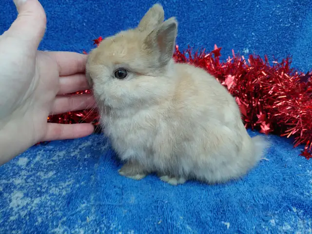 EXTRAORDINARY Baby Lionhead Bunny Rabbit in Small Animals for Rehoming in Kingston - Image 5