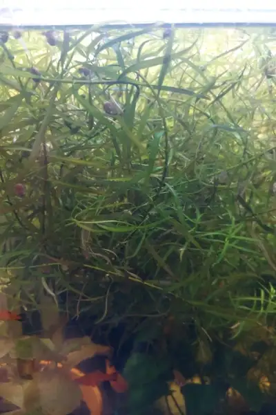 Ludwigia brevipes, Voir plus