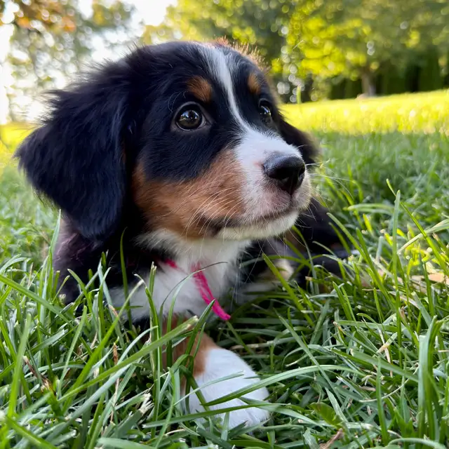 Guardian Homes Wanted - Bernese Mountain Dogs Male & Female! in Dogs & Puppies for Rehoming in Markham / York Region - Image 7