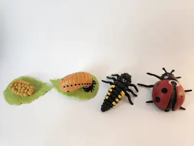 This set beautifully illustrates the life cycle of a ladybug, featuring all four stages: egg, larva,...