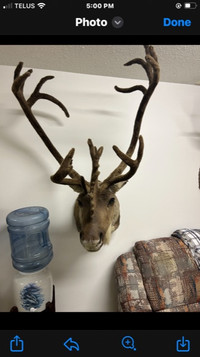 Caribou and deer head