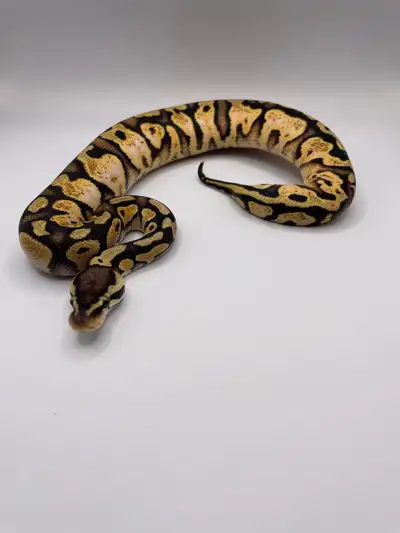 Calico pastel yellow belly het clown female Eating f/t weekly Local pickup Cambridge 2526