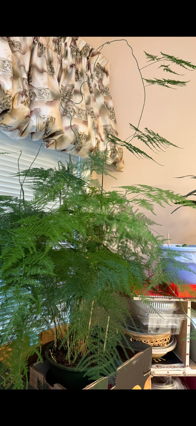 beautiful heathy plant in Plants, Fertilizer & Soil in Calgary - Image 3