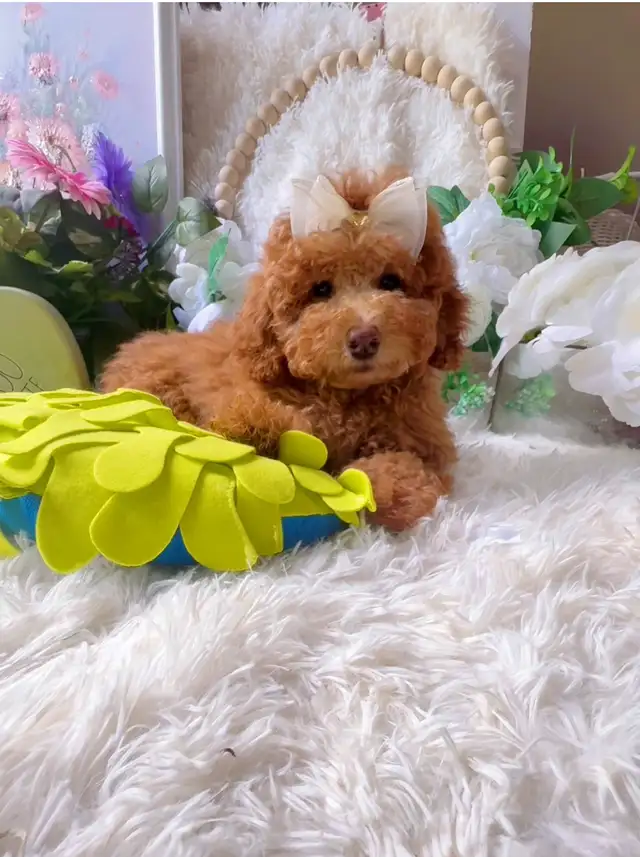 TeddyBear Mini/Toy /Tiny poodle puppies in Dogs & Puppies for Rehoming in City of Toronto - Image 5