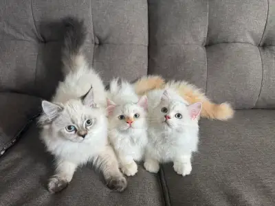 Pure Ragdoll Kittens, View more