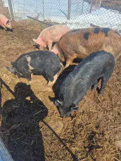 70 to 80 pound piglets, View more