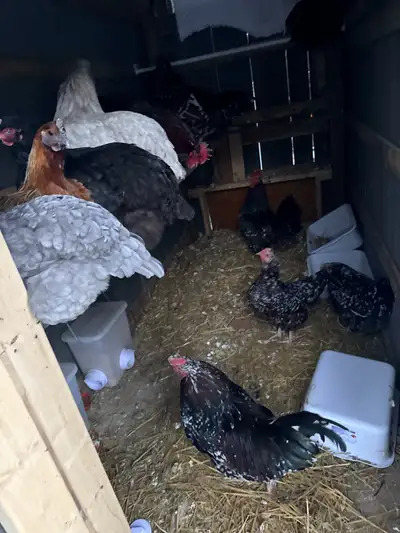 iso speckled Sussex chicks or eggs, View more