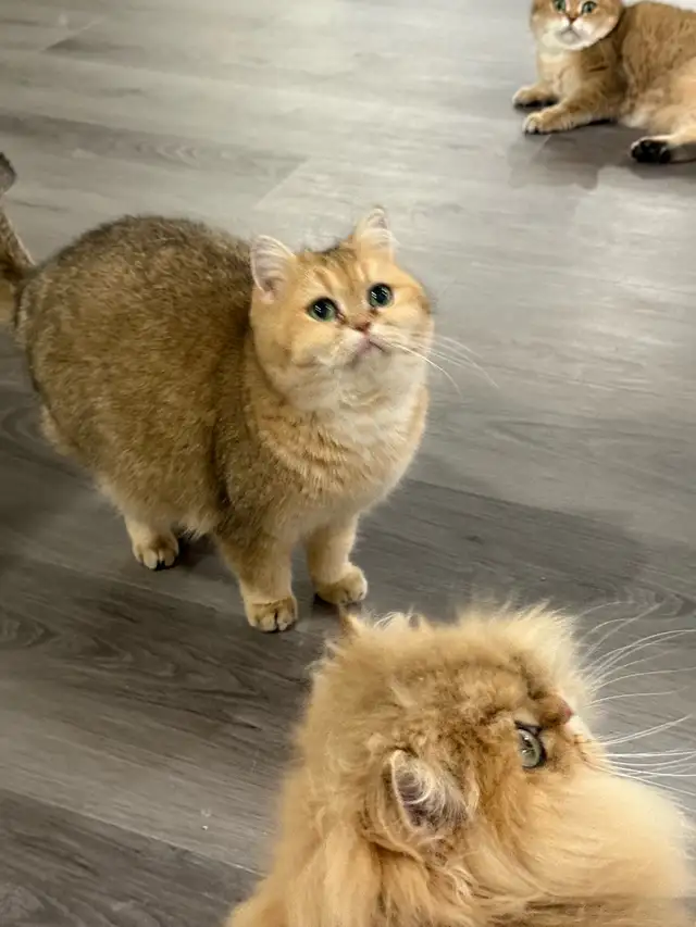 British shorthair cat