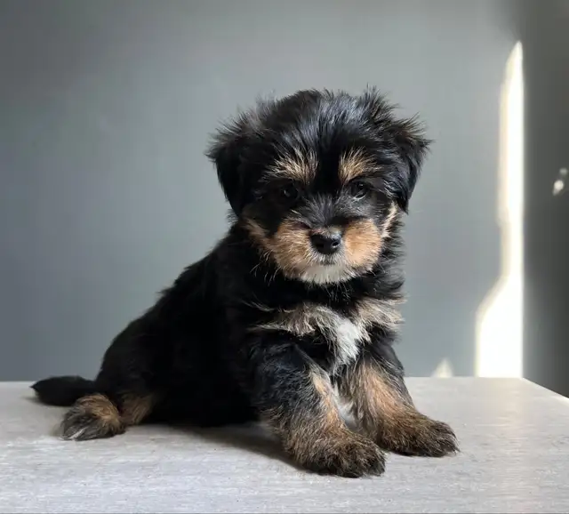 Teddy Bear Morkies  in Dogs & Puppies for Rehoming in Oshawa / Durham Region - Image 7