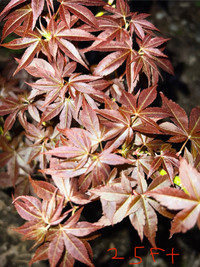 JAPANESE MAPLE TREES (Coquitlam)