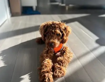 toy miniature red poodle puppy , View more