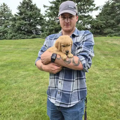 Reputable Breeder - Golden Retriever Puppies -, View more