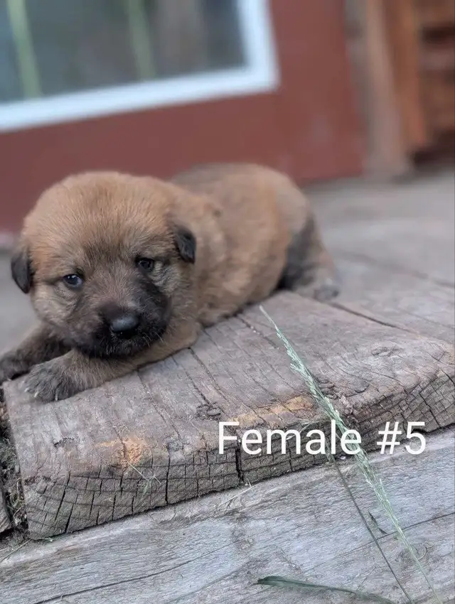 Mini Australian in Dogs & Puppies for Rehoming in Winnipeg - Image 10