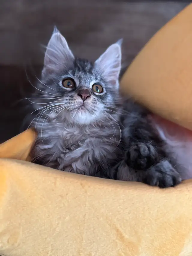 Chaton Maine Coon pure race