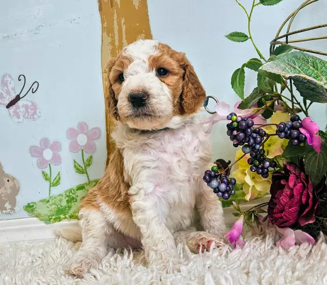 Gorgeous Goldendoodle Puppies! in Dogs & Puppies for Rehoming in Edmonton - Image 8