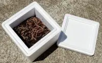 FISHING WORMS FOR SALE