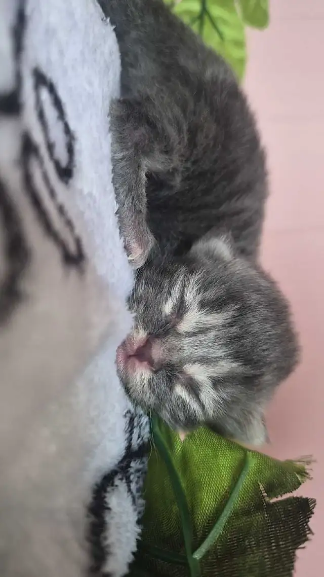 Maine Coon &amp; persian