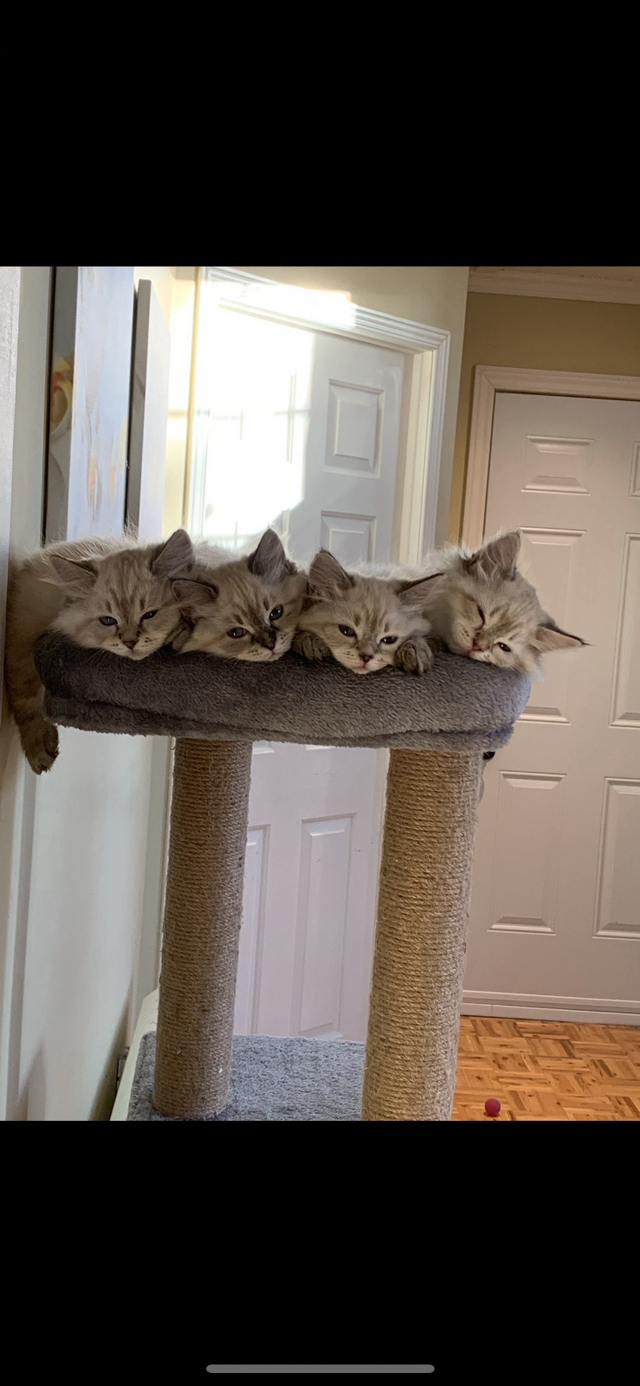 Chatons Sibériens enr Tica et Maine coon Enr Tica pures races