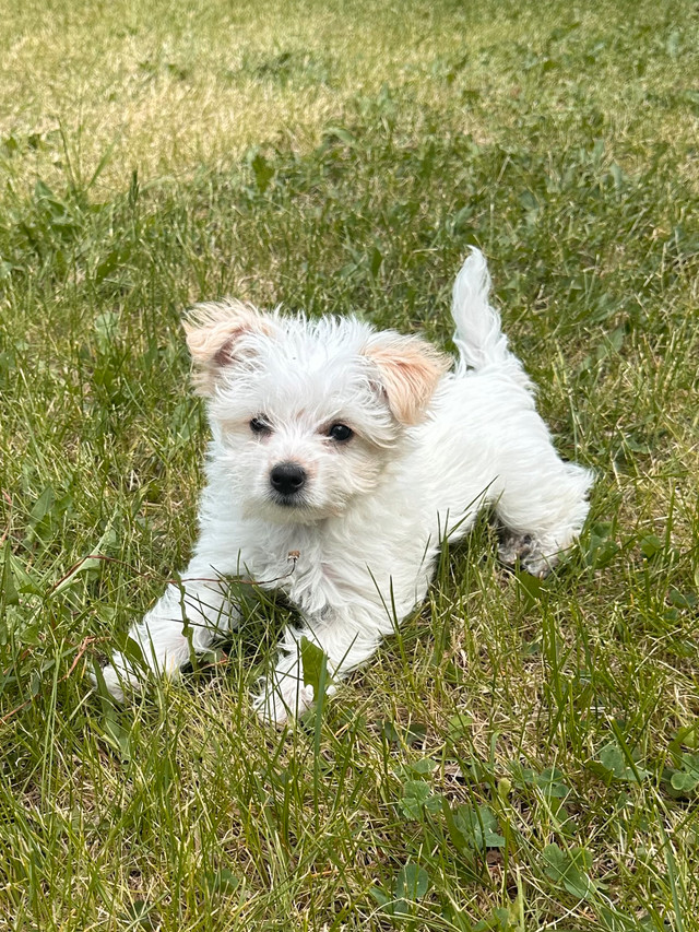Yorkie-Poodle Puppies in Dogs & Puppies for Rehoming in Strathcona County - Image 2