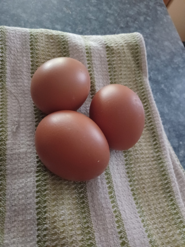 Oeufs brun frais dans Animaux de ferme  à Drummondville - Image 2