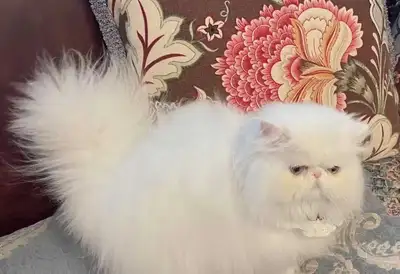 Himalayan kitten, View more