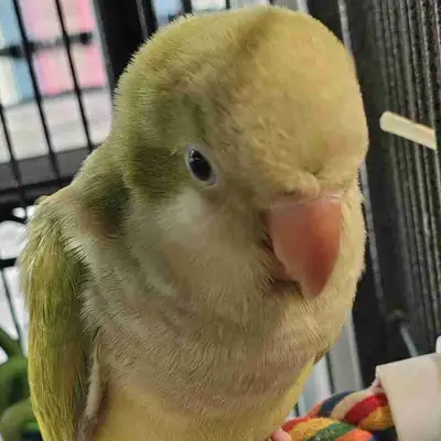 baby opline quaker parrot, View more